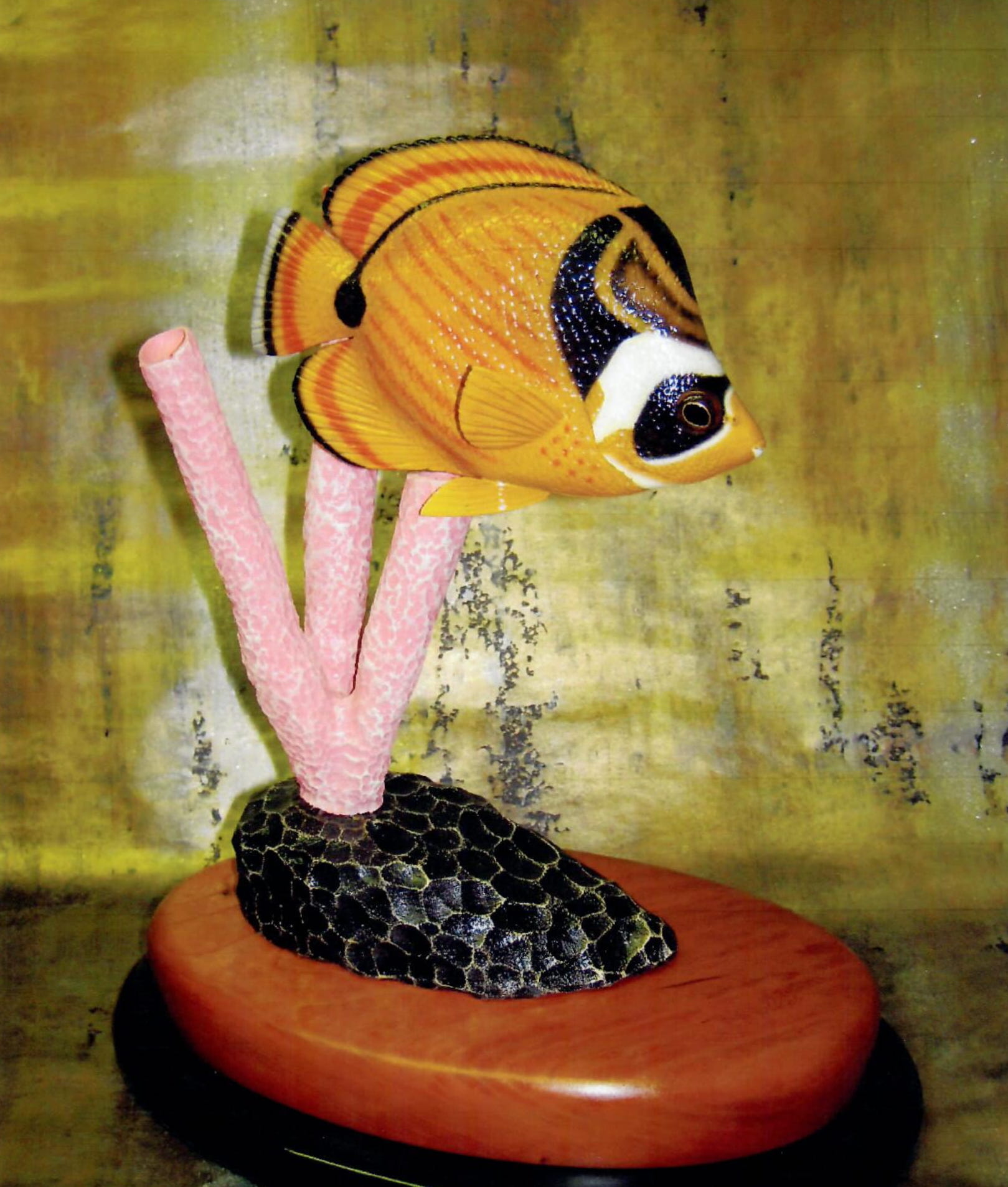 Raccoon Butterflyfish