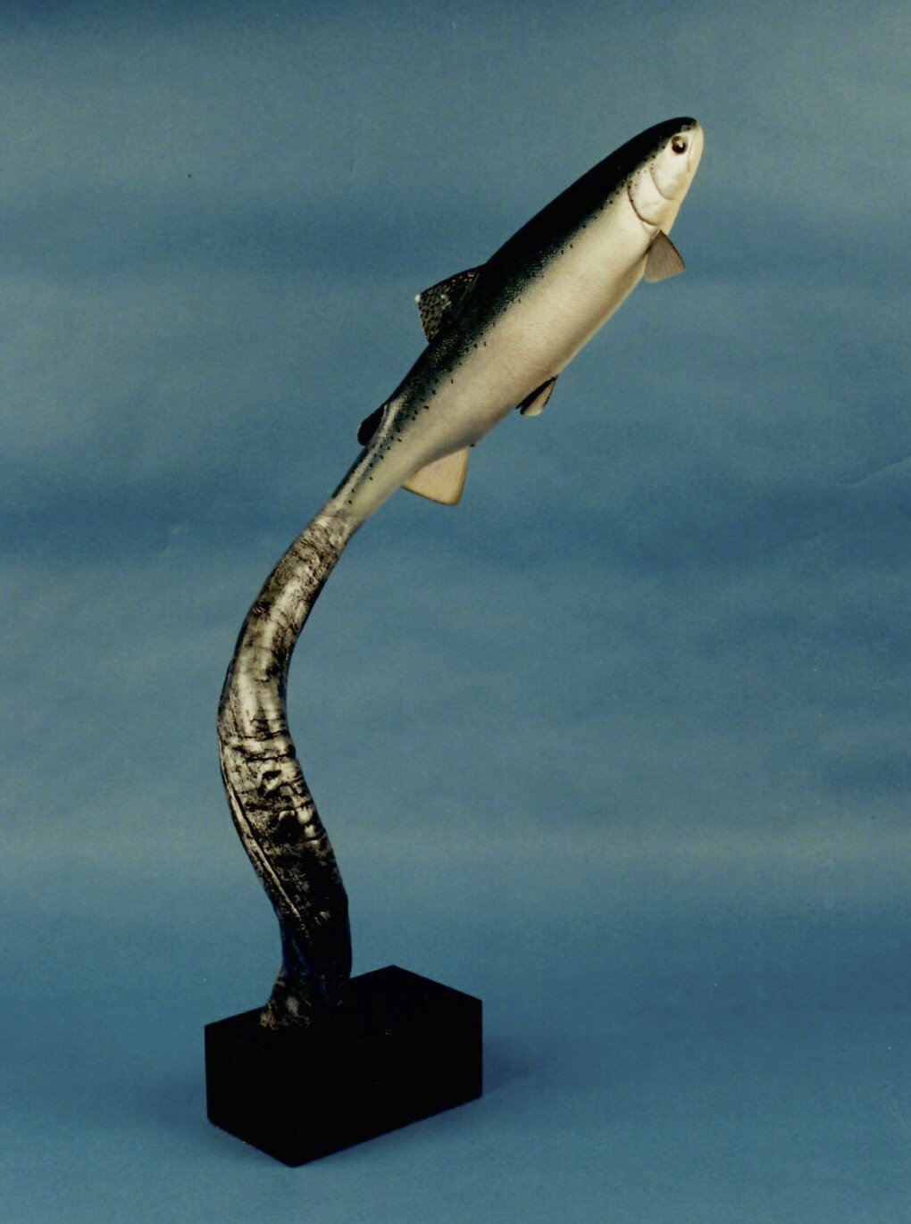 Female Steelhead