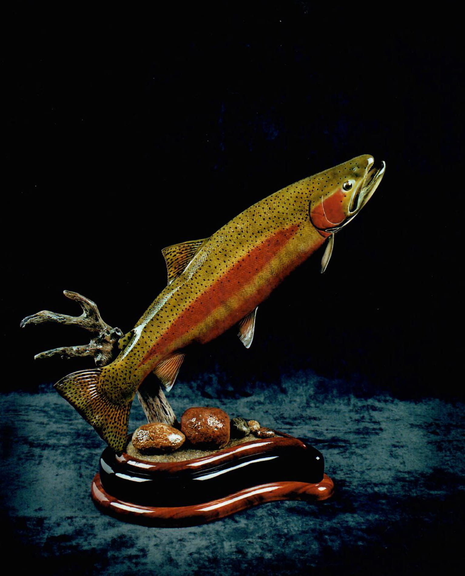 Male Steelhead
